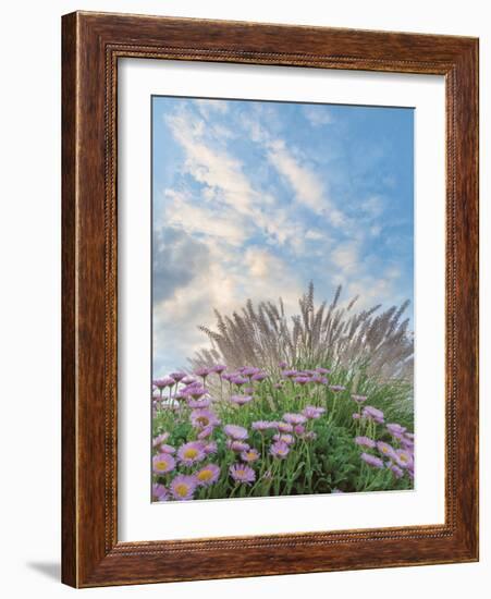 Beach Astor and Pennisetum Grass-Donald Paulson-Framed Giclee Print