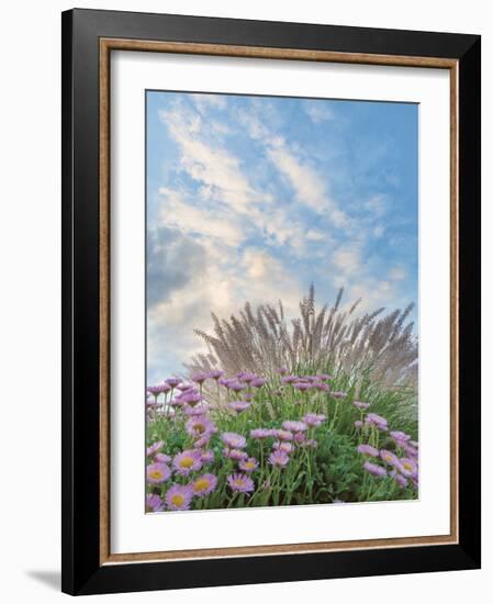 Beach Astor and Pennisetum Grass-Donald Paulson-Framed Giclee Print