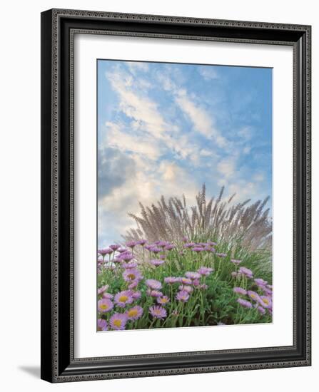 Beach Astor and Pennisetum Grass-Donald Paulson-Framed Giclee Print