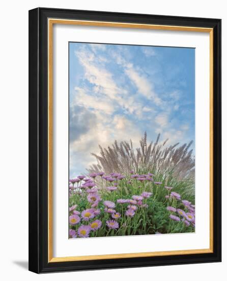 Beach Astor and Pennisetum Grass-Donald Paulson-Framed Giclee Print