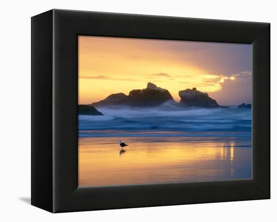 Beach at Sunset with Sea Stacks and Gull, Bandon, Oregon, USA-Nancy Rotenberg-Framed Premier Image Canvas