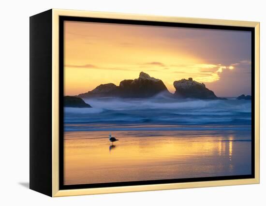 Beach at Sunset with Sea Stacks and Gull, Bandon, Oregon, USA-Nancy Rotenberg-Framed Premier Image Canvas