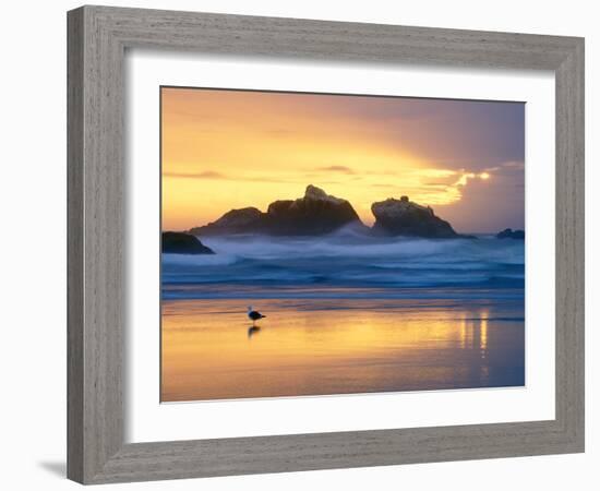 Beach at Sunset with Sea Stacks and Gull, Bandon, Oregon, USA-Nancy Rotenberg-Framed Photographic Print