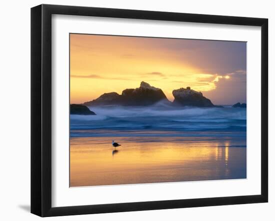 Beach at Sunset with Sea Stacks and Gull, Bandon, Oregon, USA-Nancy Rotenberg-Framed Photographic Print