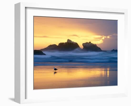 Beach at Sunset with Sea Stacks and Gull, Bandon, Oregon, USA-Nancy Rotenberg-Framed Photographic Print