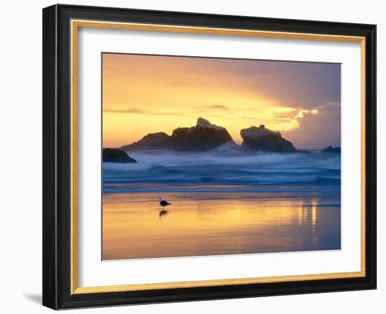 Beach at Sunset with Sea Stacks and Gull, Bandon, Oregon, USA-Nancy Rotenberg-Framed Photographic Print