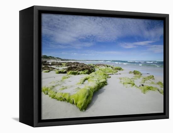 Beach at the Coast, Kangaroo Island, South Australia, Australia-Thorsten Milse-Framed Premier Image Canvas