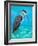 Beach Bird I-Julie DeRice-Framed Art Print