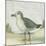 Beach Bird II-James Wiens-Mounted Art Print