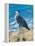 Beach Bird II-Julie DeRice-Framed Stretched Canvas