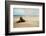 Beach Boulder-Brooke T. Ryan-Framed Photographic Print