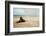 Beach Boulder-Brooke T. Ryan-Framed Photographic Print