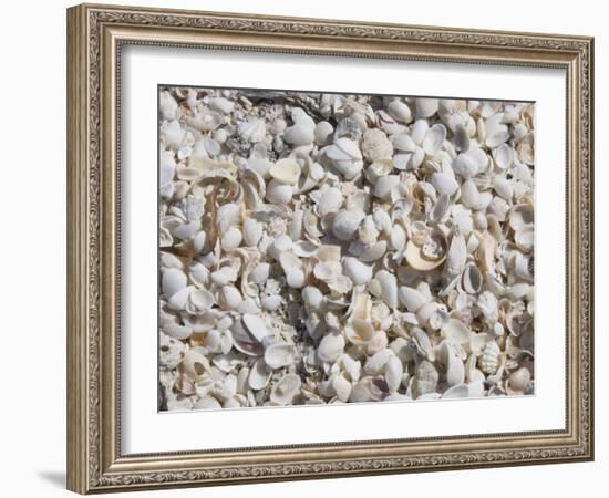 Beach Covered in Shells, Captiva Island, Gulf Coast, Florida, United States of America-Robert Harding-Framed Photographic Print