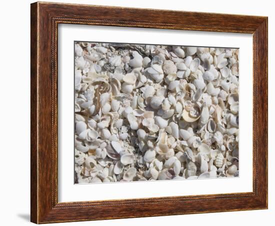 Beach Covered in Shells, Captiva Island, Gulf Coast, Florida, United States of America-Robert Harding-Framed Photographic Print