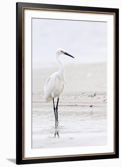 Beach Egret-Wink Gaines-Framed Giclee Print