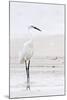Beach Egret-Wink Gaines-Mounted Giclee Print