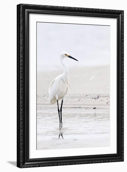 Beach Egret-Wink Gaines-Framed Giclee Print