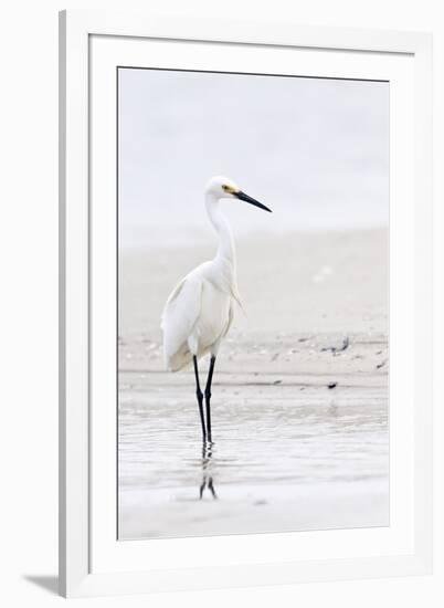 Beach Egret-Wink Gaines-Framed Giclee Print