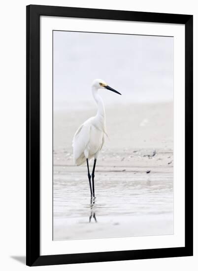 Beach Egret-Wink Gaines-Framed Giclee Print