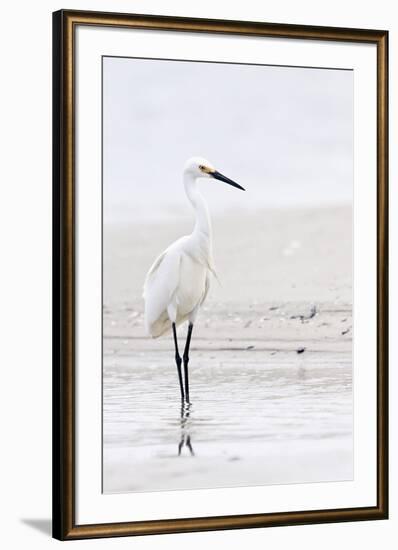 Beach Egret-Wink Gaines-Framed Giclee Print