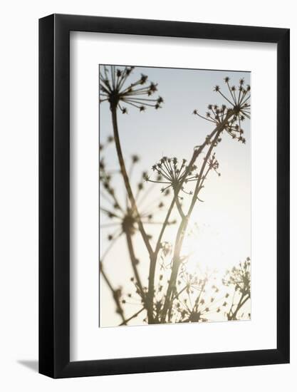 Beach flowers_001-1x Studio III-Framed Photographic Print