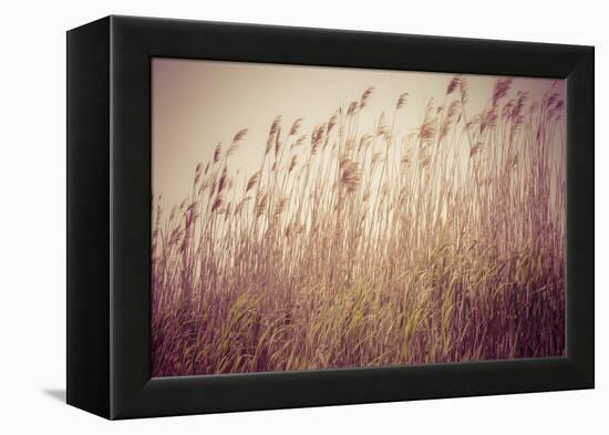 Beach Grass Waving in the Wind, Fire Island, New York, USA-Julien McRoberts-Framed Premier Image Canvas