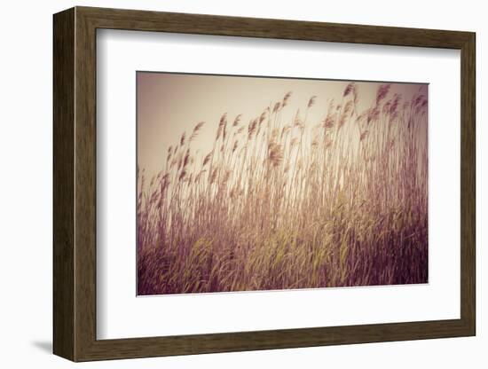 Beach Grass Waving in the Wind, Fire Island, New York, USA-Julien McRoberts-Framed Photographic Print