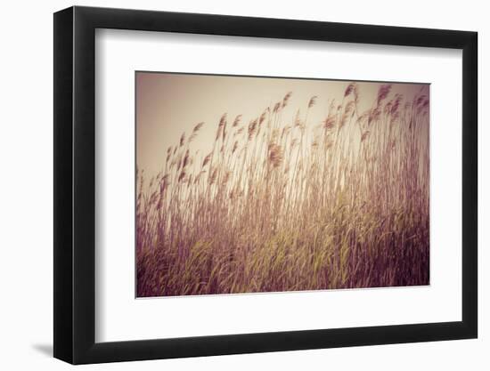 Beach Grass Waving in the Wind, Fire Island, New York, USA-Julien McRoberts-Framed Photographic Print