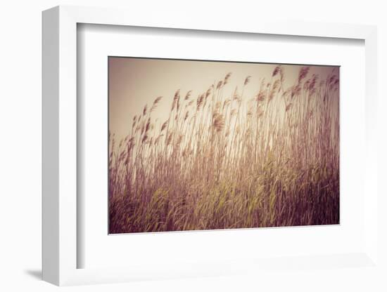 Beach Grass Waving in the Wind, Fire Island, New York, USA-Julien McRoberts-Framed Photographic Print