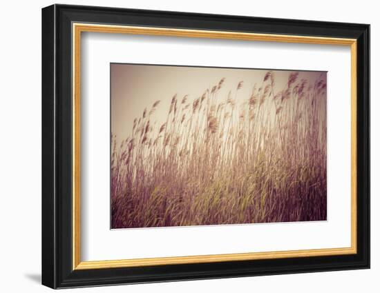 Beach Grass Waving in the Wind, Fire Island, New York, USA-Julien McRoberts-Framed Photographic Print