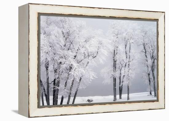 Beach, Hoar Frost on Cottonwoods During Winter, Bear Lake, Rendezvous, Utah, USA-Scott T^ Smith-Framed Premier Image Canvas