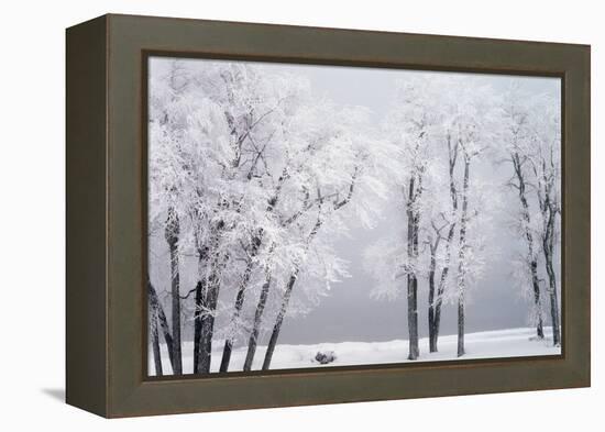 Beach, Hoar Frost on Cottonwoods During Winter, Bear Lake, Rendezvous, Utah, USA-Scott T^ Smith-Framed Premier Image Canvas