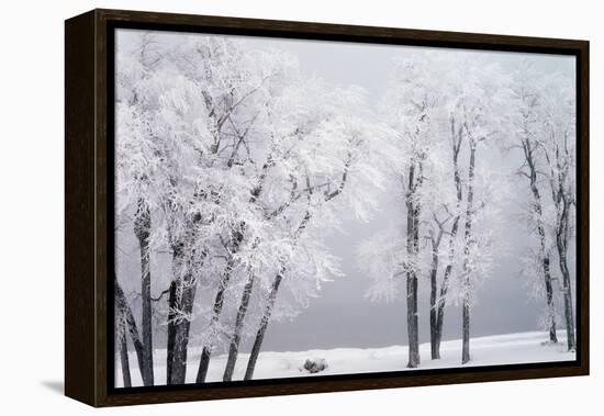 Beach, Hoar Frost on Cottonwoods During Winter, Bear Lake, Rendezvous, Utah, USA-Scott T^ Smith-Framed Premier Image Canvas