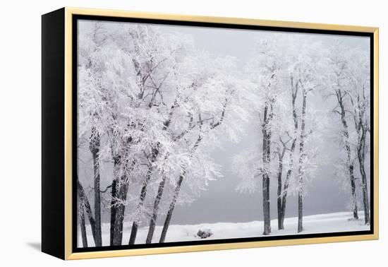Beach, Hoar Frost on Cottonwoods During Winter, Bear Lake, Rendezvous, Utah, USA-Scott T^ Smith-Framed Premier Image Canvas
