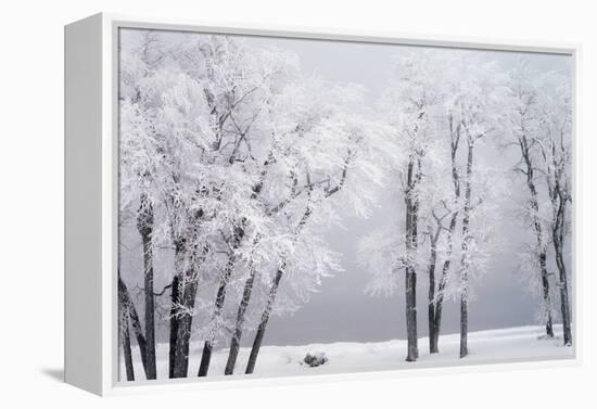 Beach, Hoar Frost on Cottonwoods During Winter, Bear Lake, Rendezvous, Utah, USA-Scott T^ Smith-Framed Premier Image Canvas