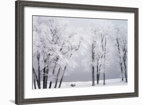 Beach, Hoar Frost on Cottonwoods During Winter, Bear Lake, Rendezvous, Utah, USA-Scott T^ Smith-Framed Photographic Print