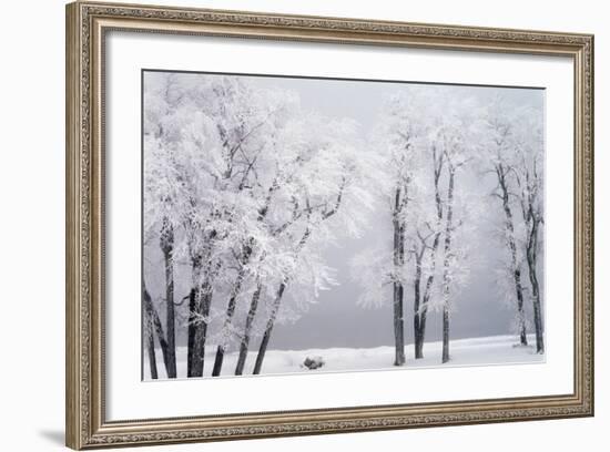 Beach, Hoar Frost on Cottonwoods During Winter, Bear Lake, Rendezvous, Utah, USA-Scott T^ Smith-Framed Photographic Print