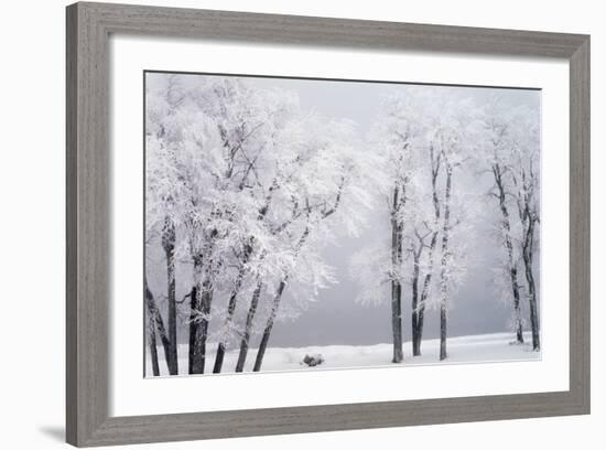 Beach, Hoar Frost on Cottonwoods During Winter, Bear Lake, Rendezvous, Utah, USA-Scott T^ Smith-Framed Photographic Print