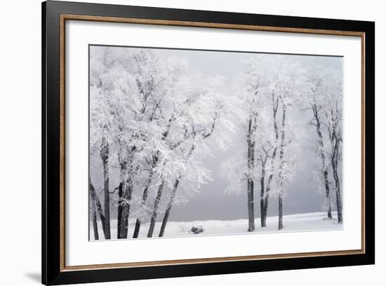 Beach, Hoar Frost on Cottonwoods During Winter, Bear Lake, Rendezvous, Utah, USA-Scott T^ Smith-Framed Photographic Print