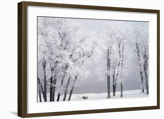 Beach, Hoar Frost on Cottonwoods During Winter, Bear Lake, Rendezvous, Utah, USA-Scott T^ Smith-Framed Photographic Print