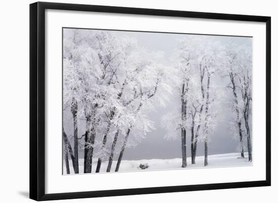Beach, Hoar Frost on Cottonwoods During Winter, Bear Lake, Rendezvous, Utah, USA-Scott T^ Smith-Framed Photographic Print