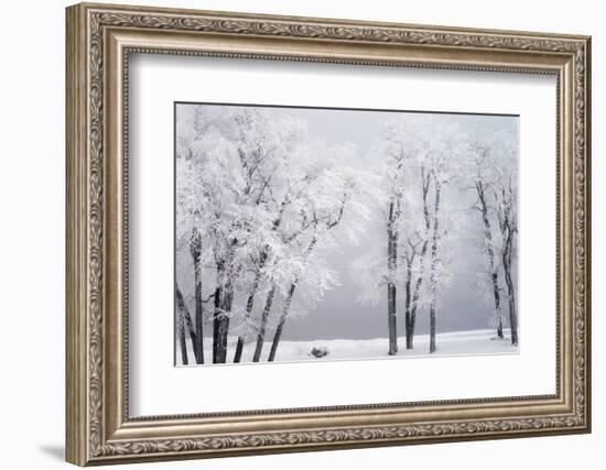 Beach, Hoar Frost on Cottonwoods During Winter, Bear Lake, Rendezvous, Utah, USA-Scott T^ Smith-Framed Photographic Print