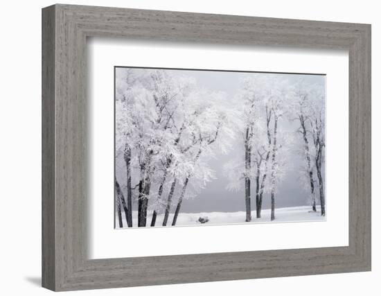 Beach, Hoar Frost on Cottonwoods During Winter, Bear Lake, Rendezvous, Utah, USA-Scott T^ Smith-Framed Photographic Print