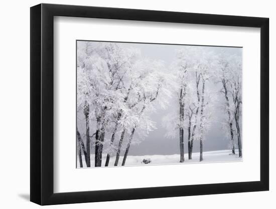 Beach, Hoar Frost on Cottonwoods During Winter, Bear Lake, Rendezvous, Utah, USA-Scott T^ Smith-Framed Photographic Print