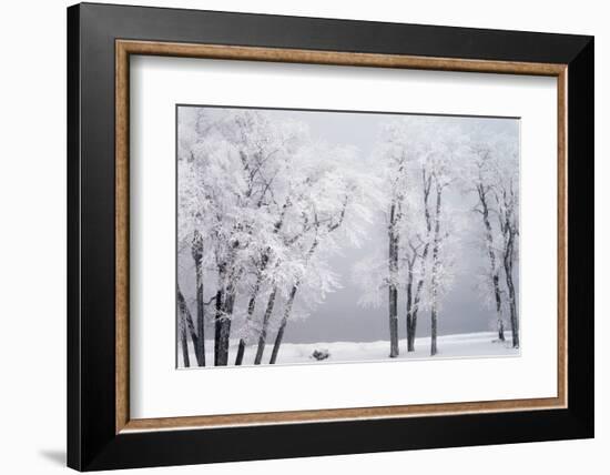 Beach, Hoar Frost on Cottonwoods During Winter, Bear Lake, Rendezvous, Utah, USA-Scott T^ Smith-Framed Photographic Print