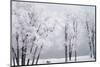 Beach, Hoar Frost on Cottonwoods During Winter, Bear Lake, Rendezvous, Utah, USA-Scott T^ Smith-Mounted Photographic Print