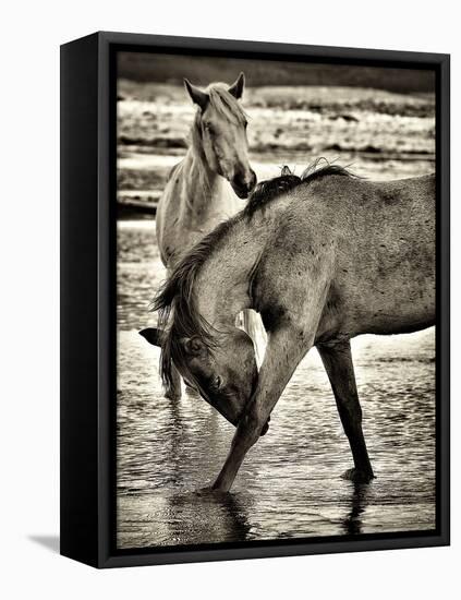 Beach Horses I-David Drost-Framed Premier Image Canvas