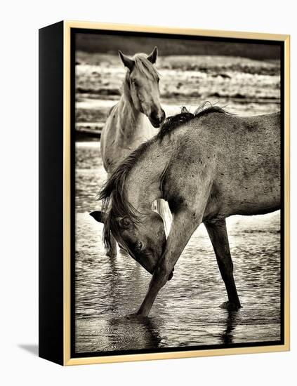 Beach Horses I-David Drost-Framed Premier Image Canvas