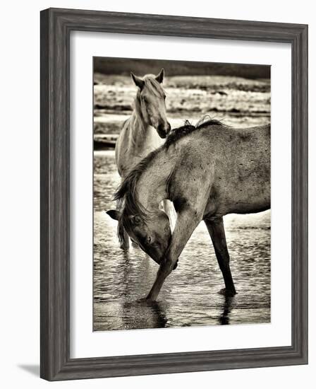 Beach Horses I-David Drost-Framed Photographic Print