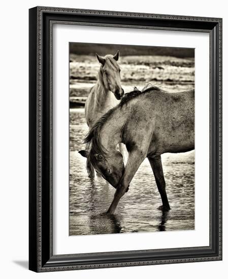 Beach Horses I-David Drost-Framed Photographic Print